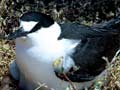 Sooty tern with egg