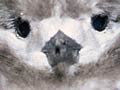 White tern chick