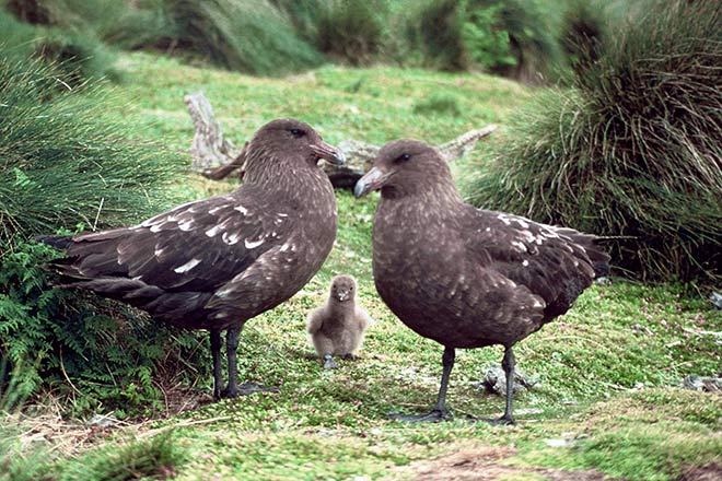 Subantarctic skua adults and chick
