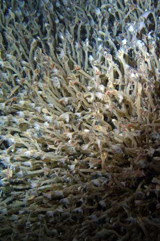 Long-necked barnacles
