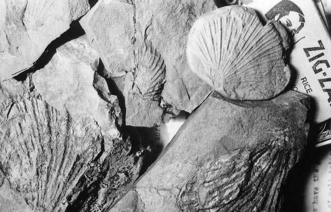 Triassic fossil shells