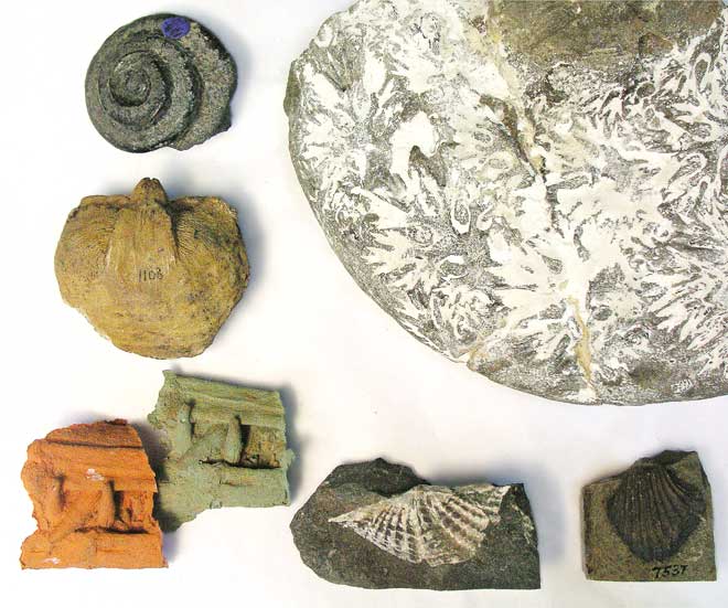 Triassic fossils 