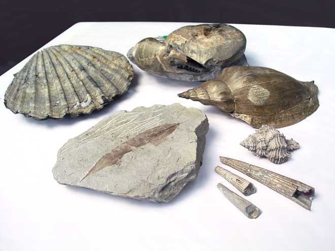 Cenozoic fossils 
