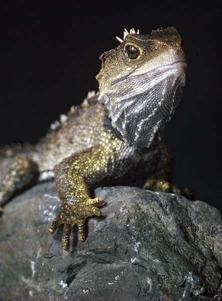 Tuatara