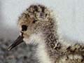 Black stilt breeding programme 