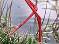 Pied stilt with eggs