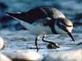 Wrybill feeding at a stream 