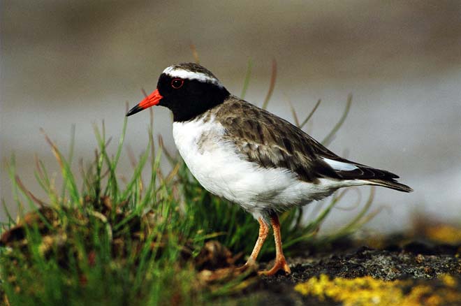 New Zealand shore plover