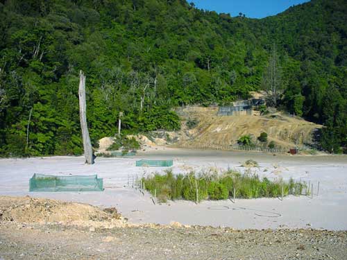 Experimental plot near the Tui mine