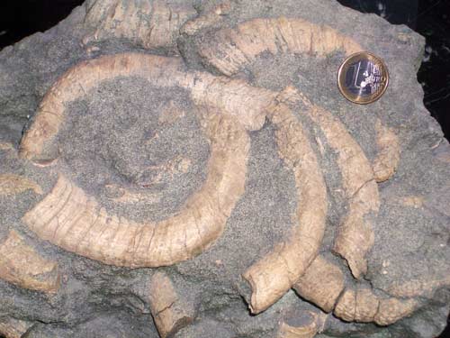 Waiparaconus; an unusual fossil 