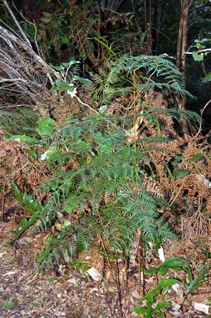 Bracken fern