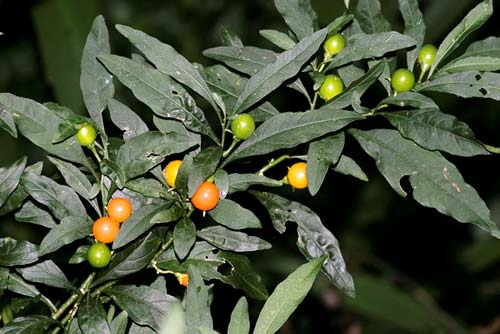 Jerusalem cherry