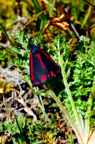 Ragwort plant and cinnabar moth