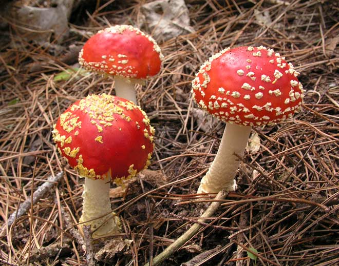 Fly agaric