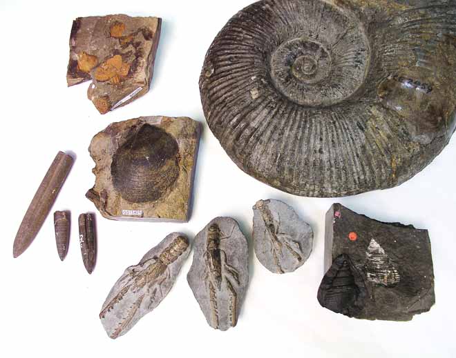 Jurassic fossils 