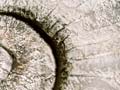 Giant ammonite 