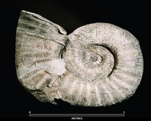 Giant ammonite 