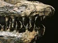 Mosasaur skull 