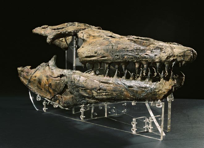 Mosasaur skull 