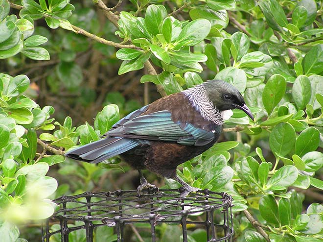 Tūī Land birds overview Te Ara Encyclopedia of New Zealand