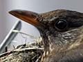 Blackbird nest, Auckland