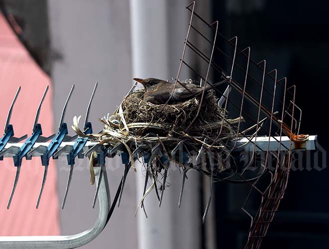 Blackbird nest, Auckland