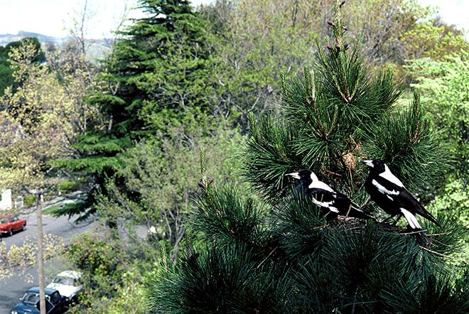 White-backed magpies