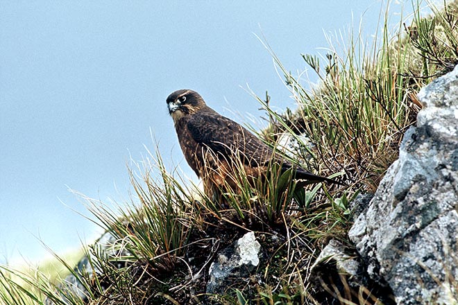 Juvenile falcon