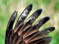 Harrier with prey