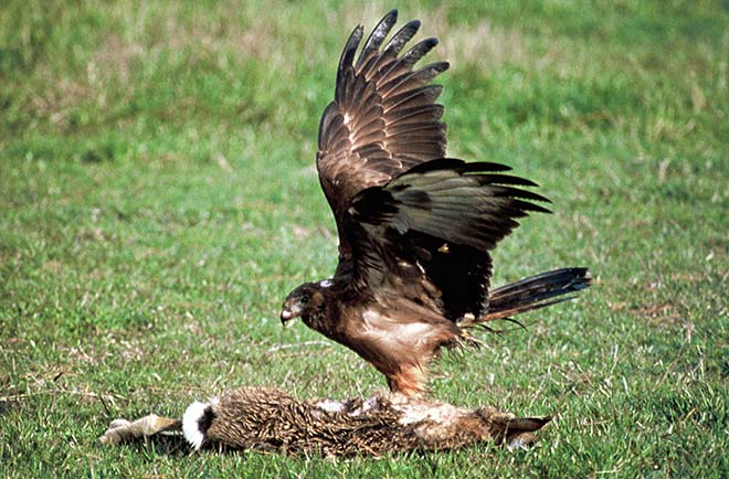 Harrier with prey
