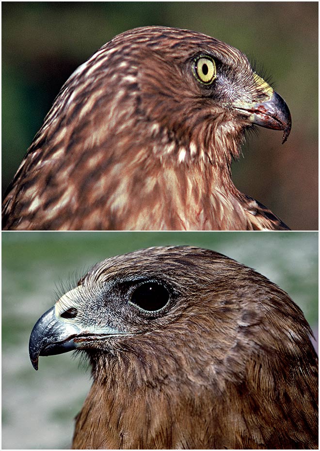 Harrier adult and juvenile