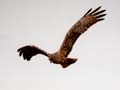 Harrier in flight