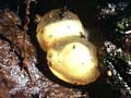 Male native frog brooding eggs