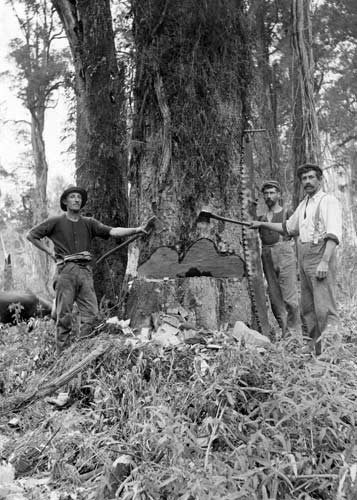 Logging the Forty Mile Bush
