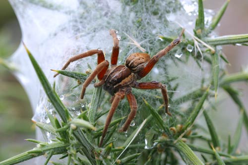 Nursery-web spider 