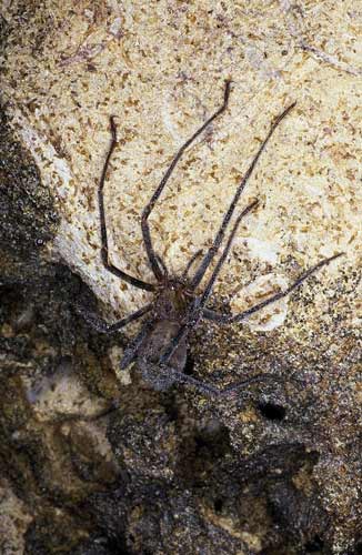 New Zealand cave spider