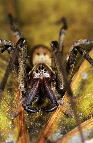 Sheet-web spider 