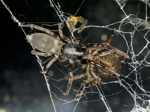 White-tailed spider