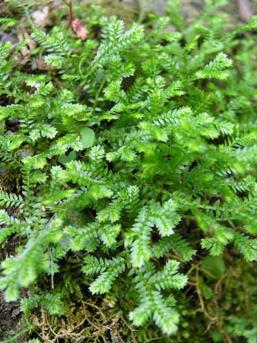 download free club moss