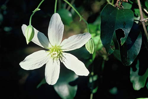 Puawānanga flower 