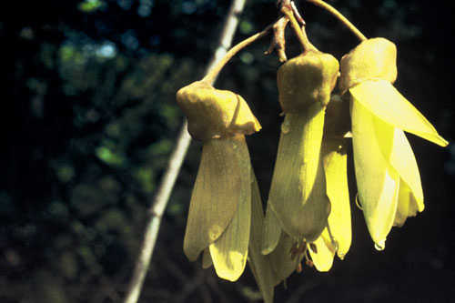 Kōwhai flower 