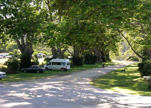 Plane trees, Tōtaranui