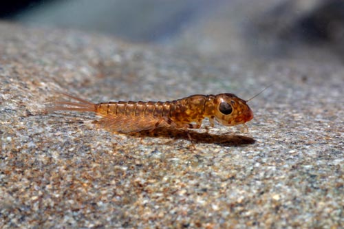 Mayfly larva