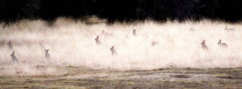 Overrun by rabbits