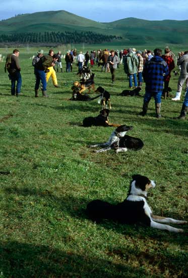 Farm dog sale