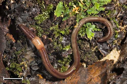 Mature worm