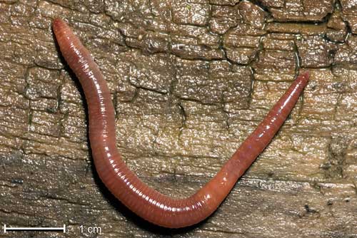 Megascolecid worm