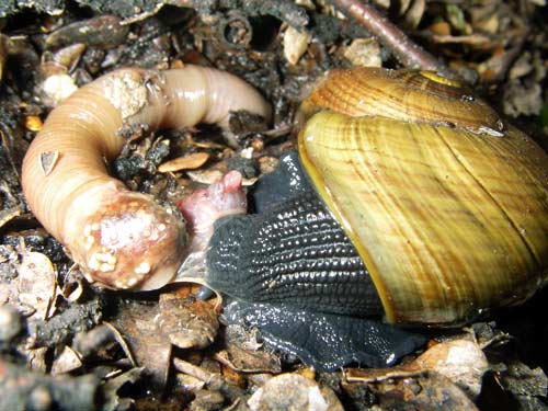 Snail eating an earthworm