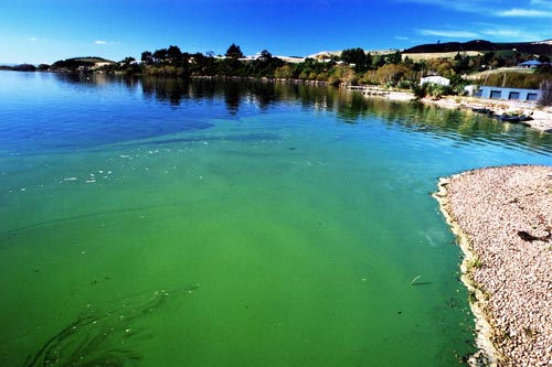 Blue-green algae in Lake Waihola, Otago