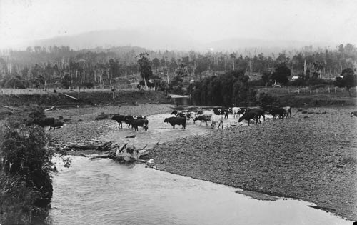 Cows in stream 